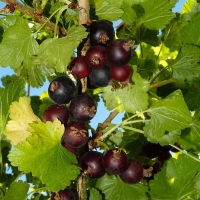 Arbust Josta.       .