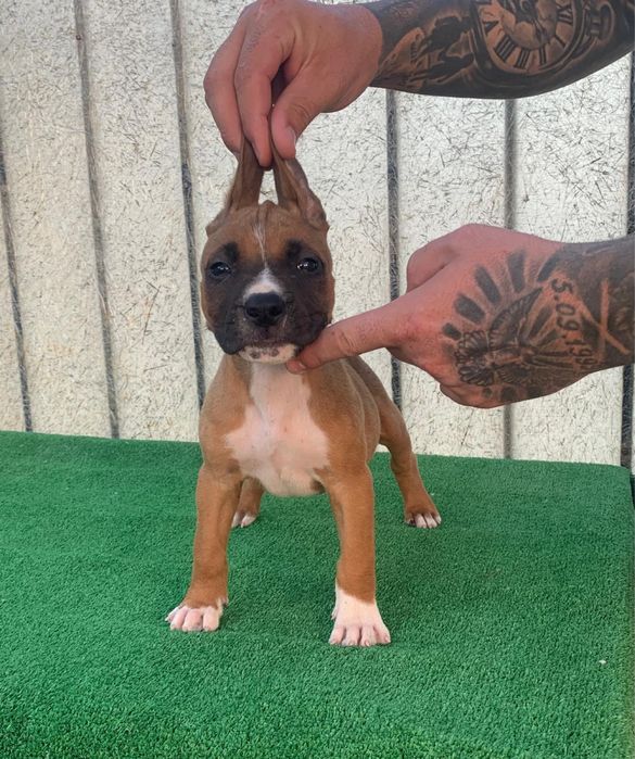 mascul   amstaff