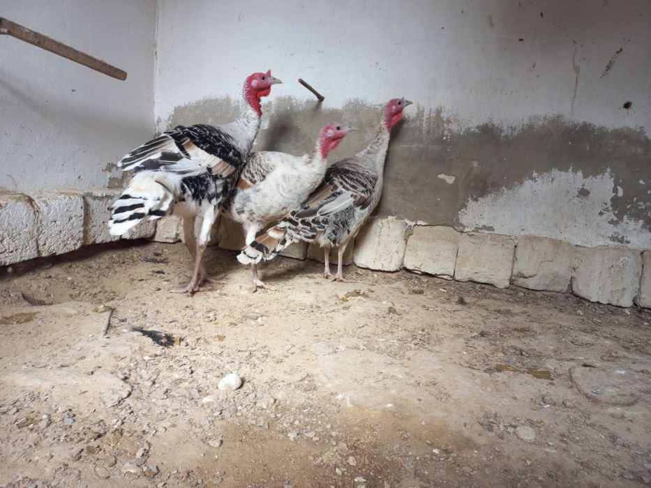 Индюктер сатылады