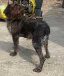 Ofer spre adoptie Brac german sarmos