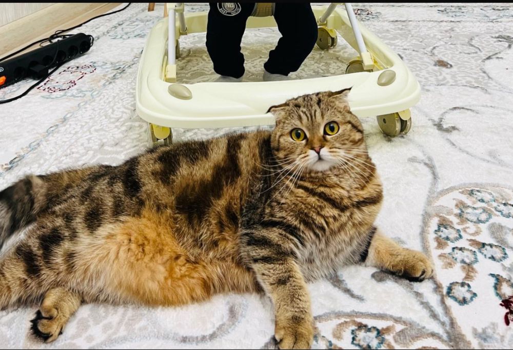 кошка шотландская вислоухая в добрые руки.