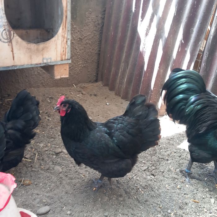 Disponibil o familie australop