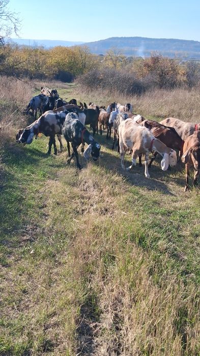 Vând capre Anglo Nubiene cu Pedigree
