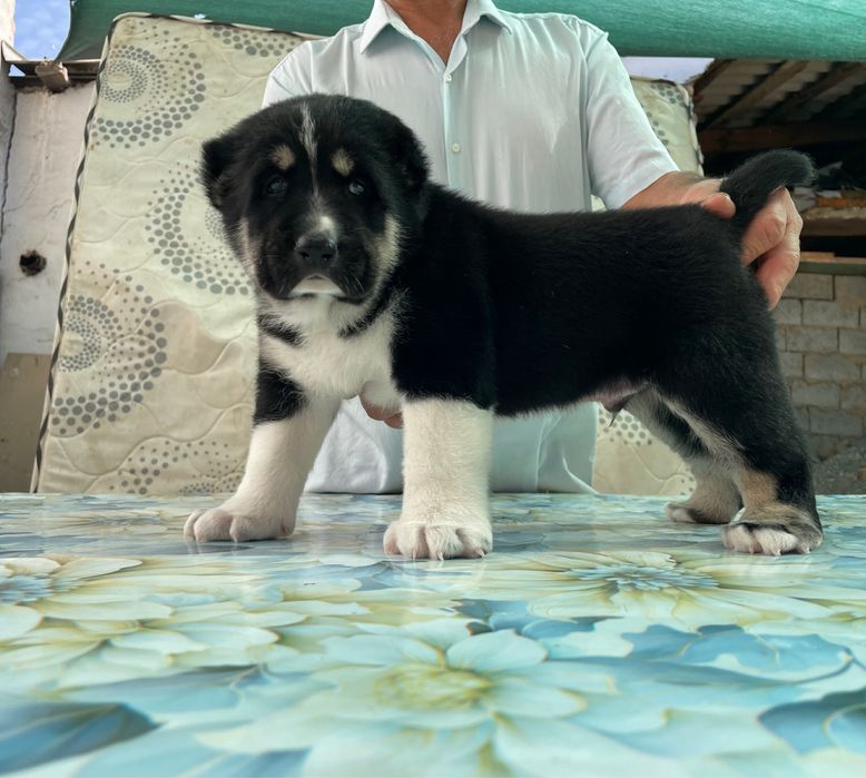 Щенок алабая ( Супер Гигант )