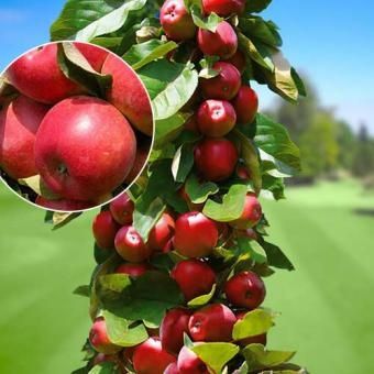 Pomi fructiferi columnari