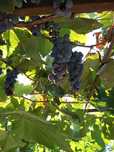 Vand struguri de vin.