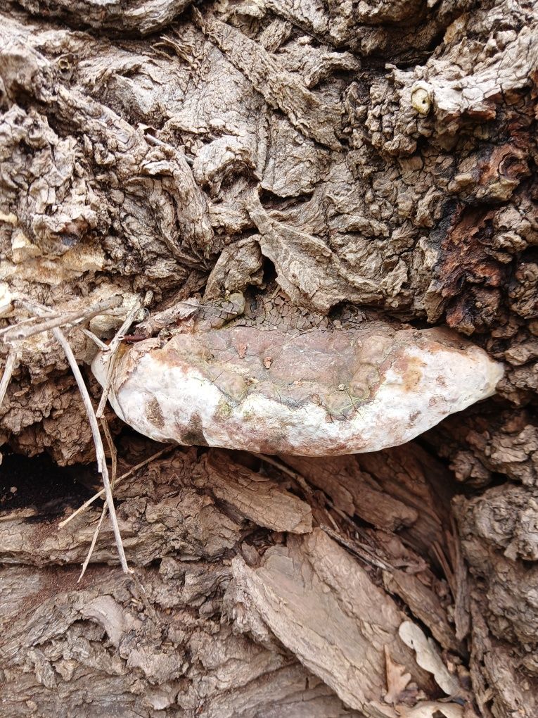 Vând ciuperci medicinale Ganoderma aplanatum, uscate, întregi