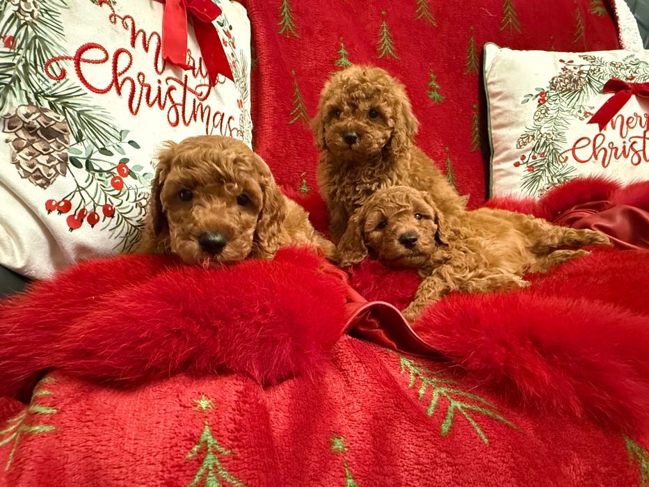 Poodle Toy Roșu mascul