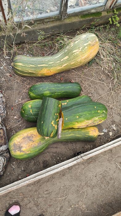 Продам домашнюю тыкву. Цена 300тг-1кг. Затон.
