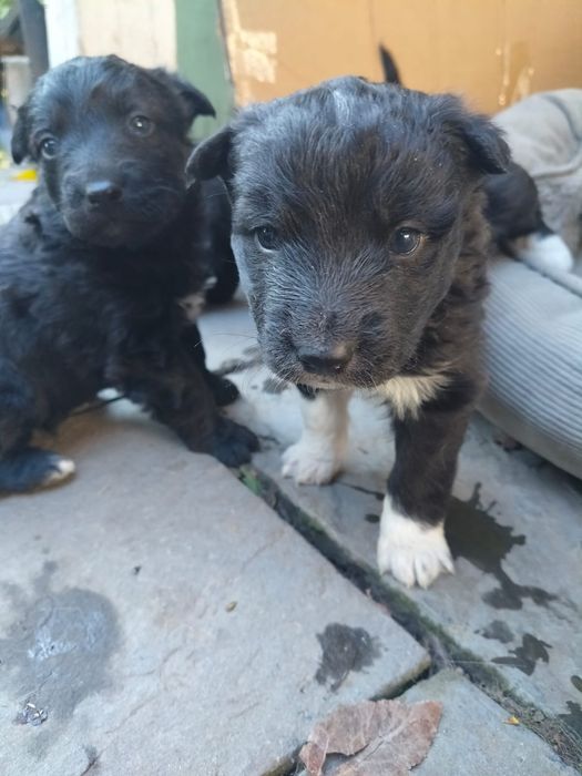 Donez pui metis drăguți și jucausi