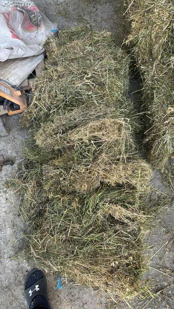Lucerna sau Nutret semanat.Cate 500dr sau 40 Baloti rotunzi.La TIR>RO