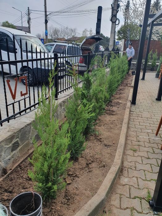 Gazon rulou tuia chiparosi