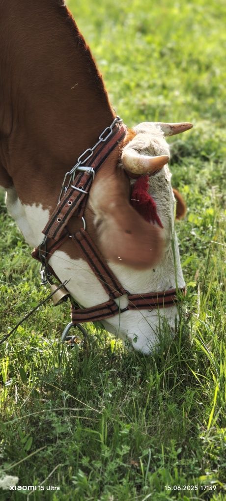 Vacă Bălțată Românească