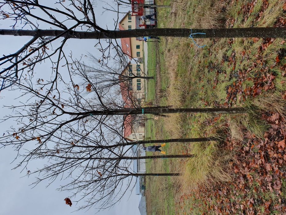 Platanii/ Mesteacăn/Tei 2-5m