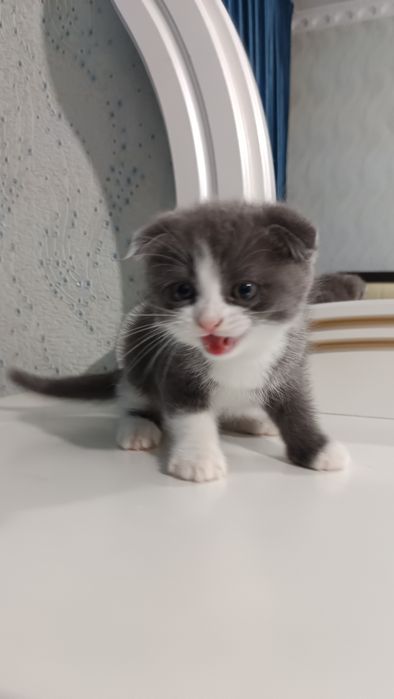 Продаётся котёнок скотиш фолд