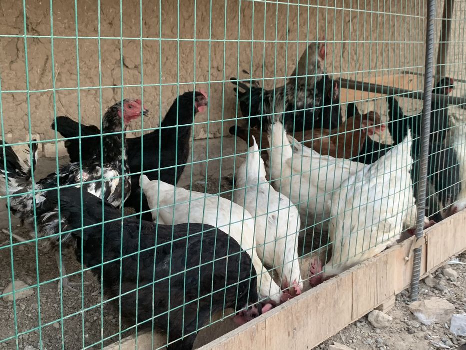 Tovuqlar sotiladi 34 ta tovuq bor tuxumda