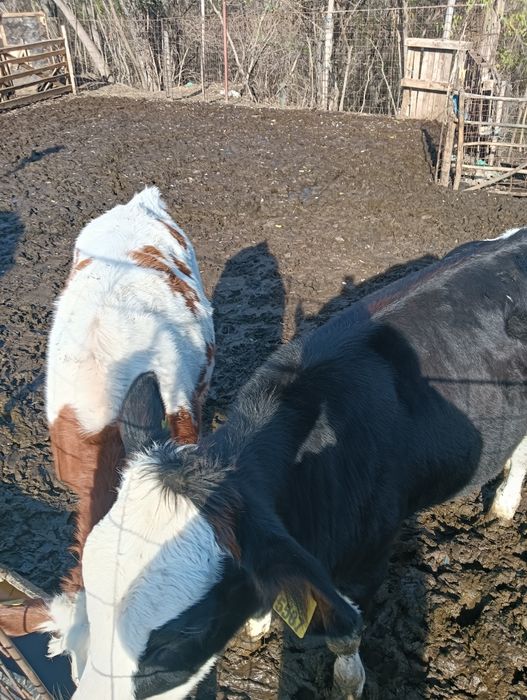 Vaci și vitei de vânzare