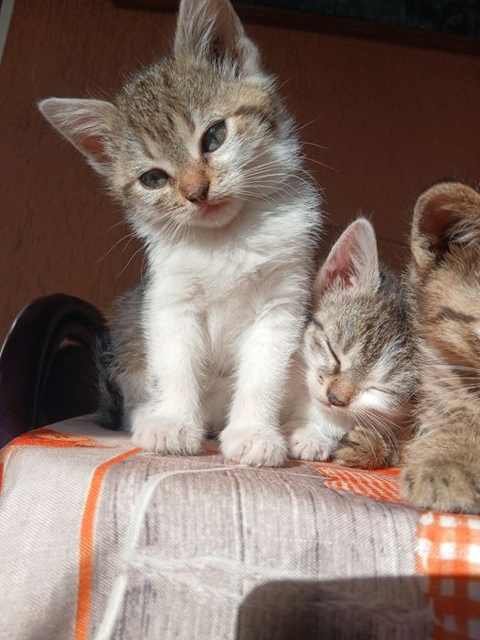 Donez pisicuțe pentru o familie iubitoare de animale.