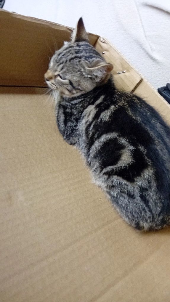 Подарявам котенце