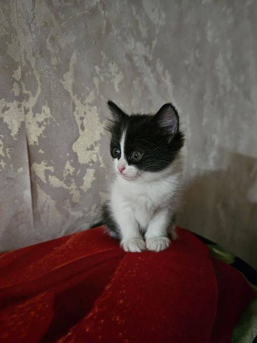 Котята бесплатно в добрые руки