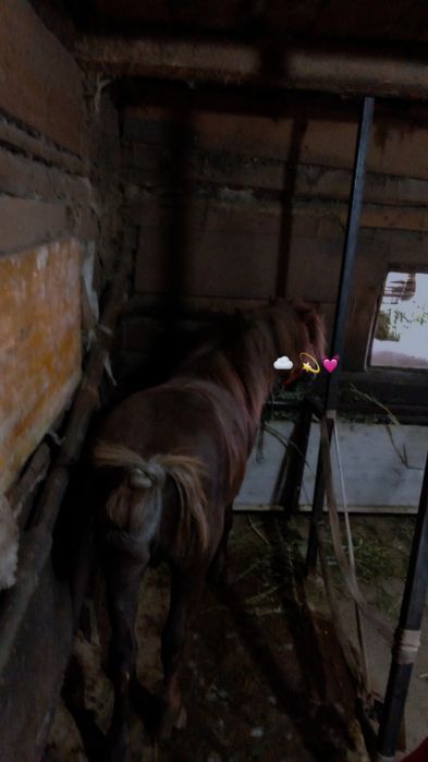 Vând armasar de 6 ani sau manta