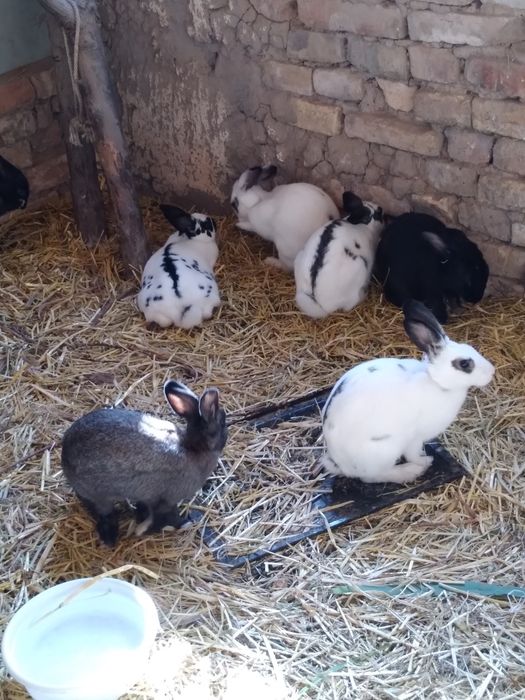 Кролики домашные