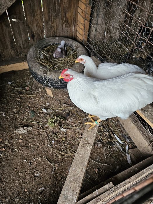 Păsări de rasă disponibile