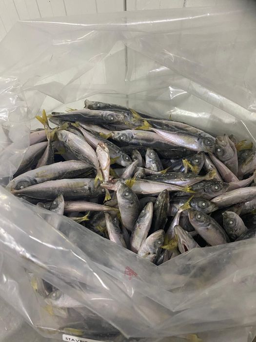 Stavrid Congelat si Ambalat