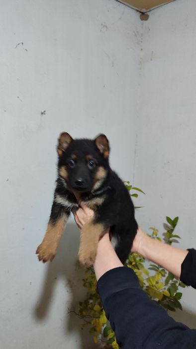 Продаются щенки немецкой овчарки