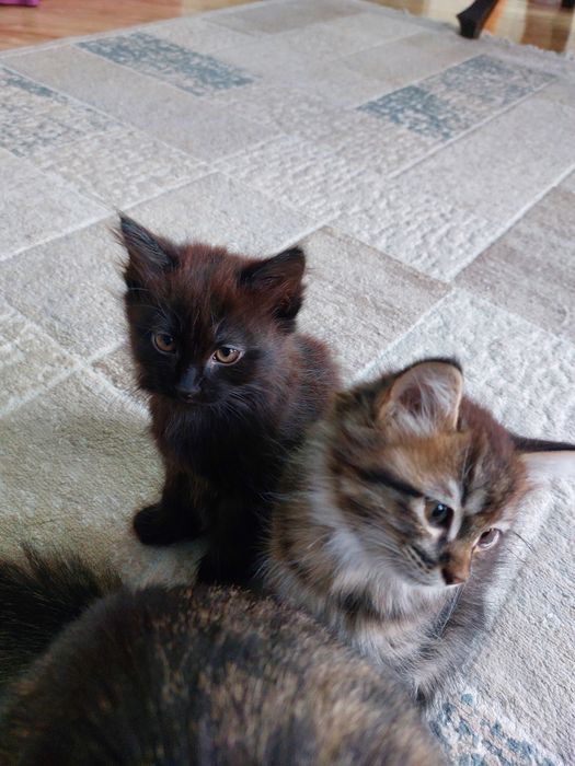 Котята в добрые руки