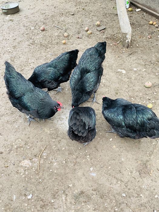 Oua pentru incubat rasa australorp