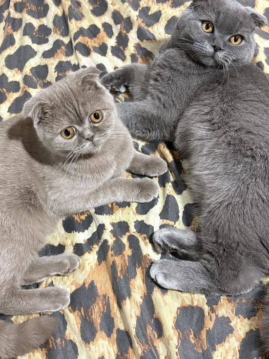 продаю породистых кошек