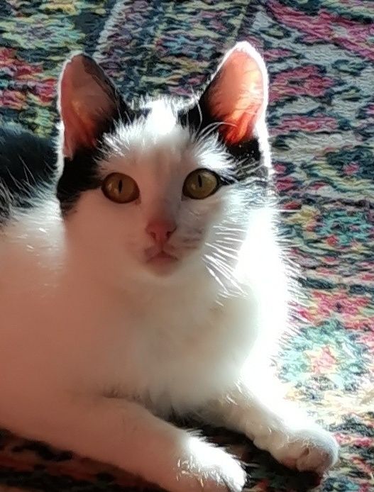 Кошечка в добрые руки