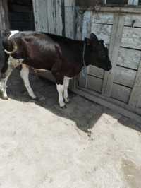 De vânzare vaca cu vițel