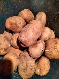 Продам крупный картофель на семена