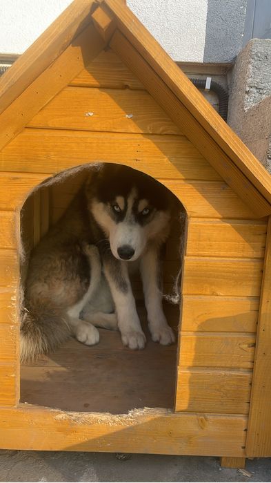 Donez mascul husky pui
