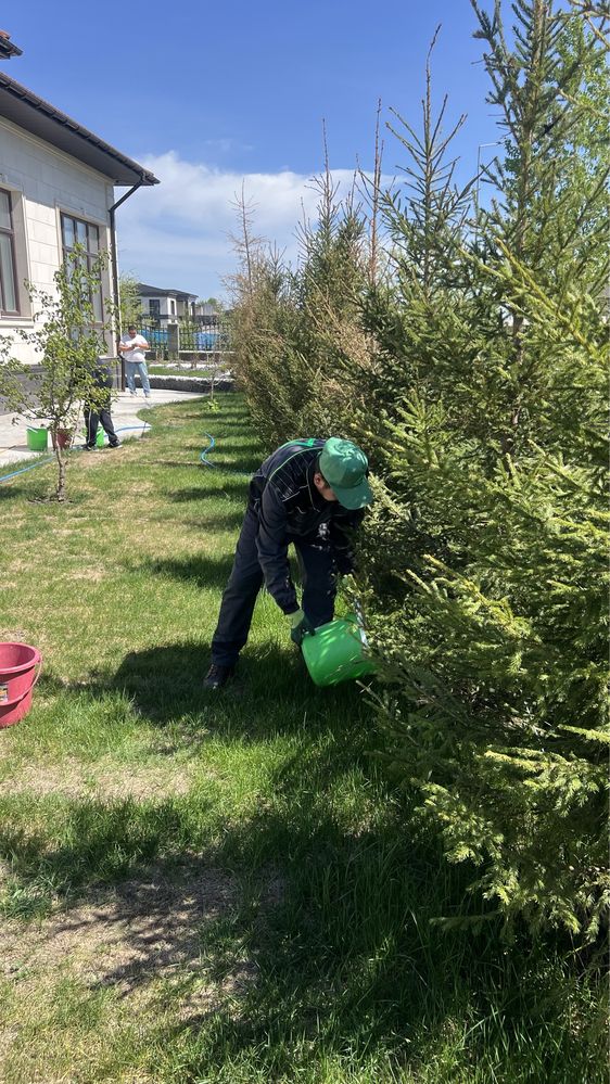 Обработка деревьев от вредителей и болезней