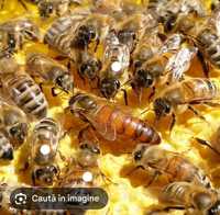 Vând 10familii de albine