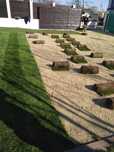 Gazon rulou plante ornamentale