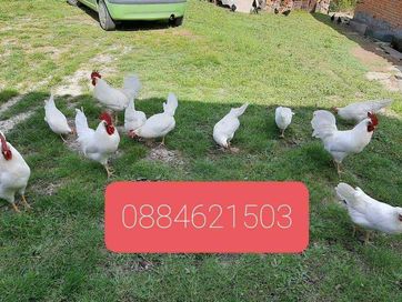Бял Легхорн-Свободни яйца пилета и кокошки