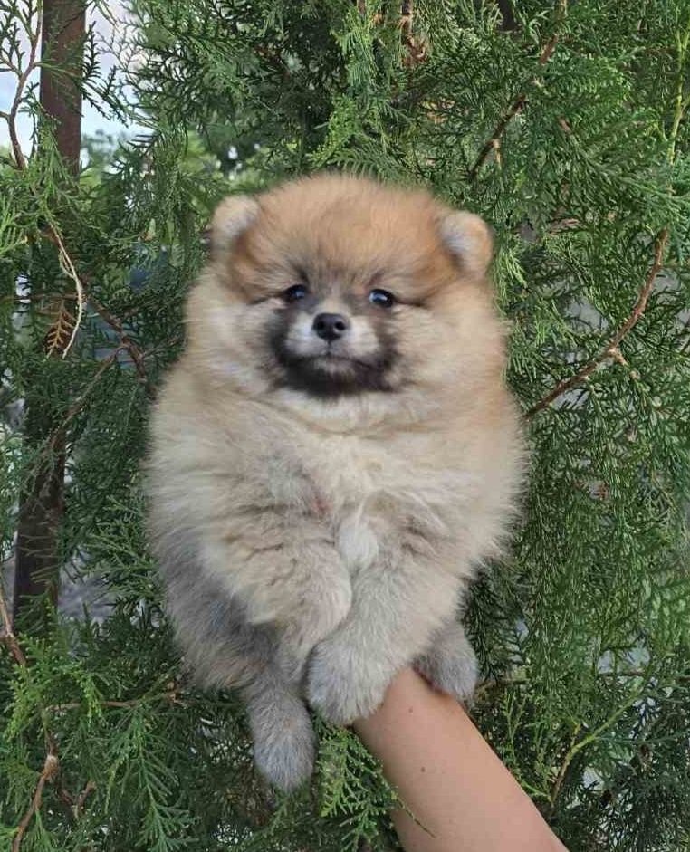 Мини шпиц померан