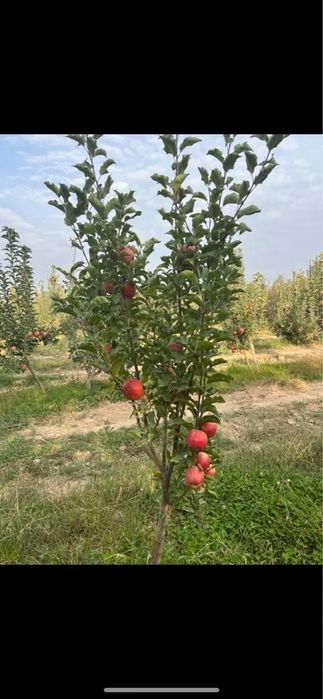 Olma, shaftoli boğ sotiladi.