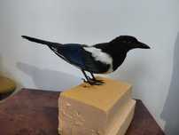 Coțofană impaiata, taxidermie