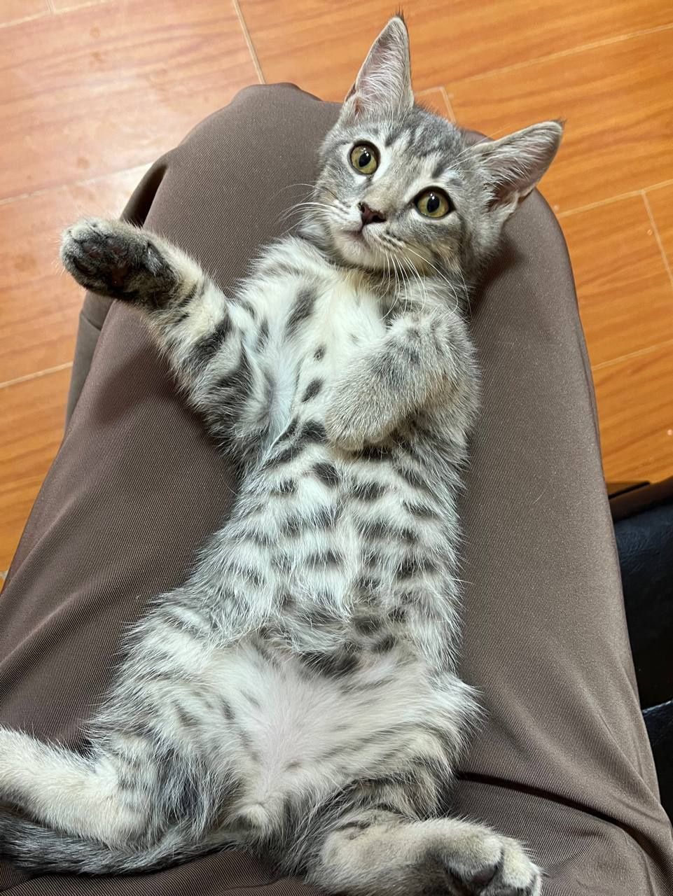 Пристраиваются котята.
