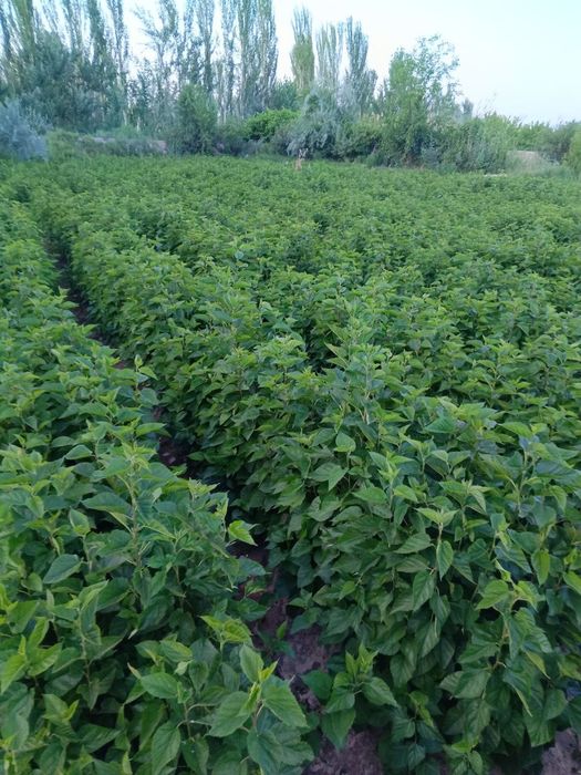 Tut koʻchat sotiladi