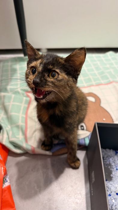 Отдам в хорошие руки