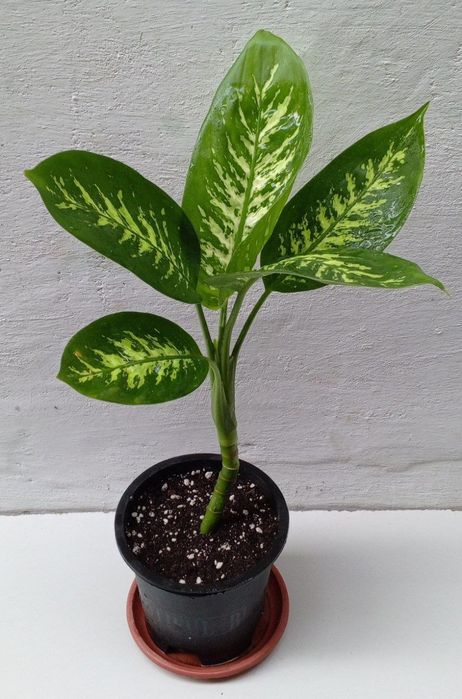 Диффенбахия Тропик Сноу.  Экзотические цветы для дома и офиса