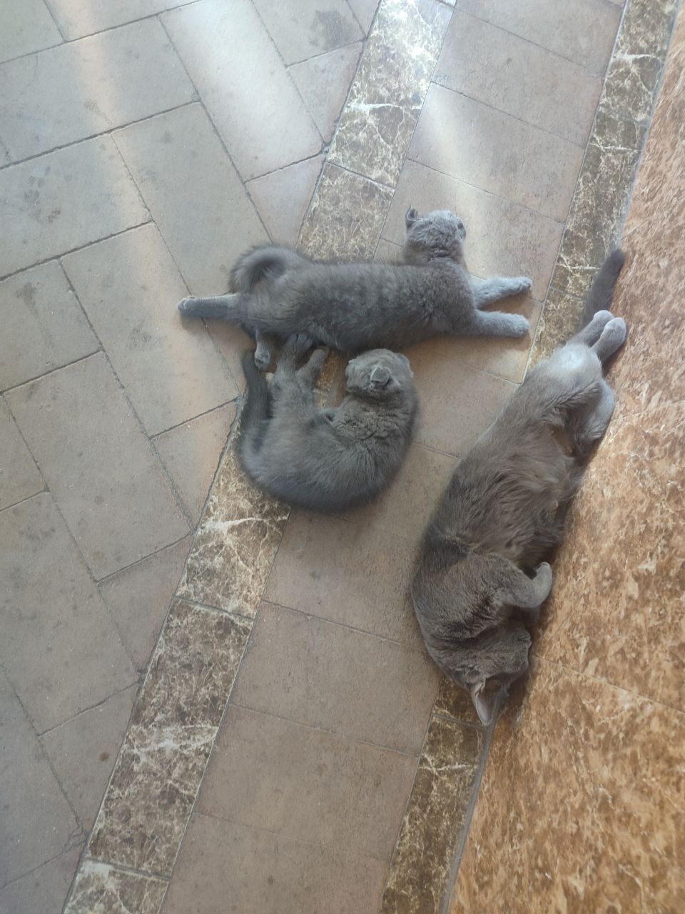 Шотландские вислоухие Котята