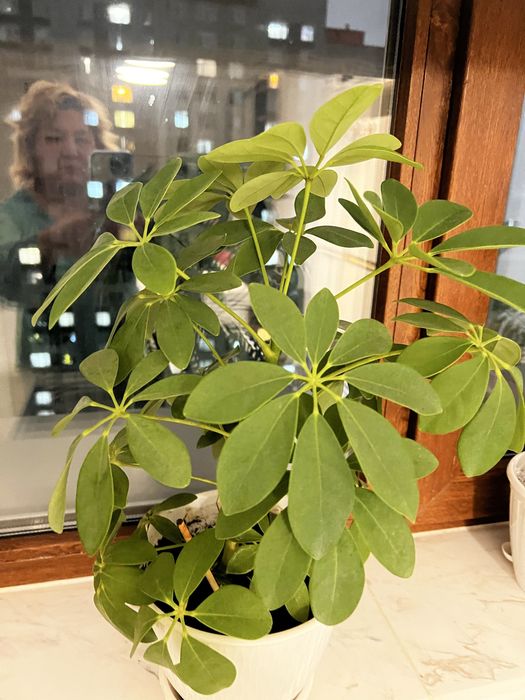 Продам крсивый комнатный цветок Шефлера