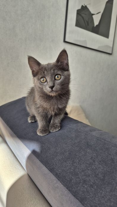 Котенок, 2 месяца, девочка, ищет семью. Котята, кот, кошка